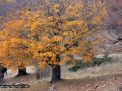 گزارش تصویری از فصل پاییز در جنگل ابر شاهرود